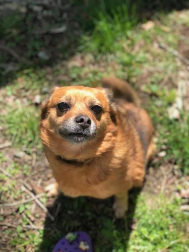 Sasha, a brown and white dog sitting attentively