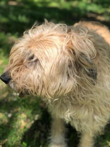 Barnaby, a fluffy Golden Retriever mix, smiling brightly