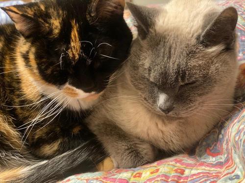 Mittens, a playful orange tabby cat with wide green eyes