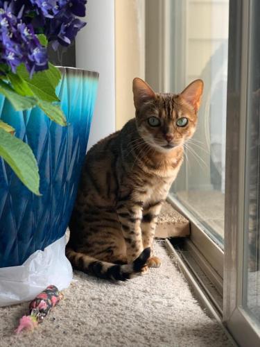 Captain Cooper, a medium-sized dog wearing a dark harness outdoors