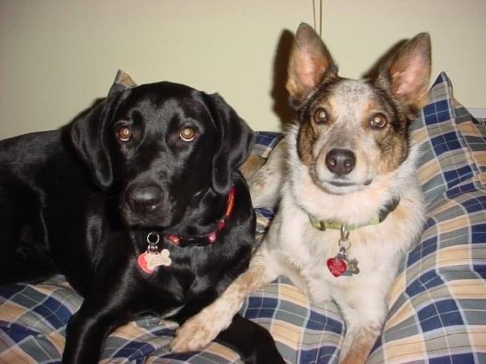 Ollie, a friendly dog portrait with light colored fur